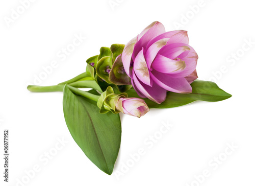 Fototapeta Naklejka Na Ścianę i Meble -  curcuma flower