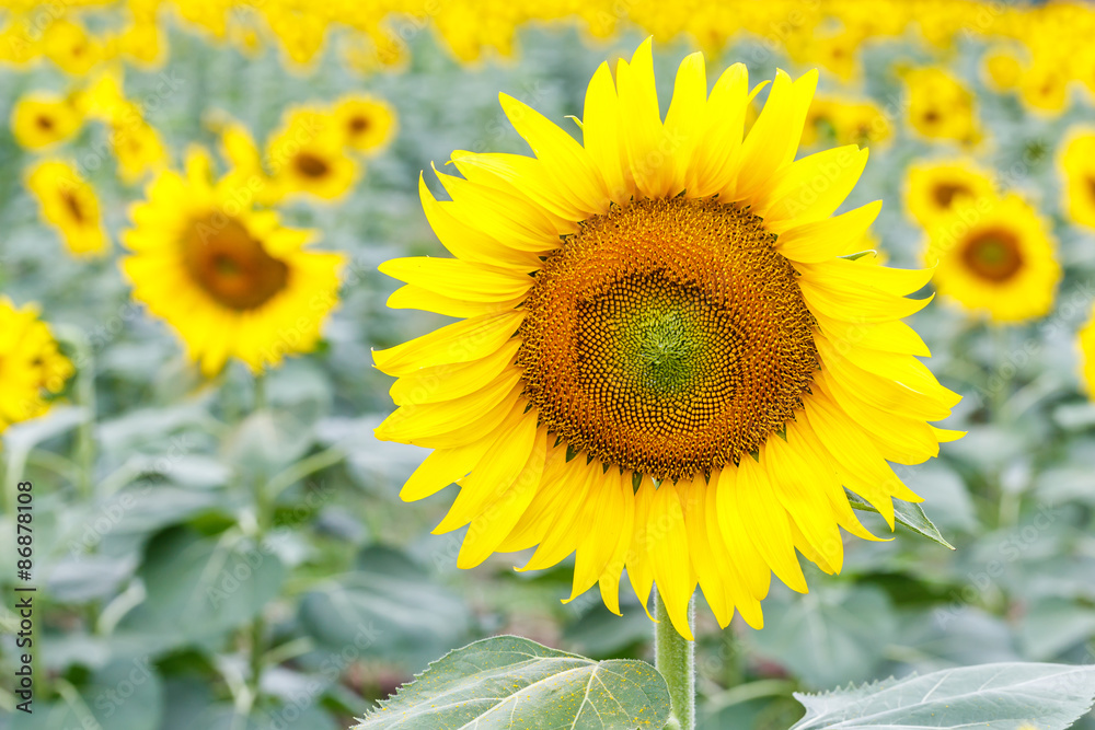 Sunflower Sunflower