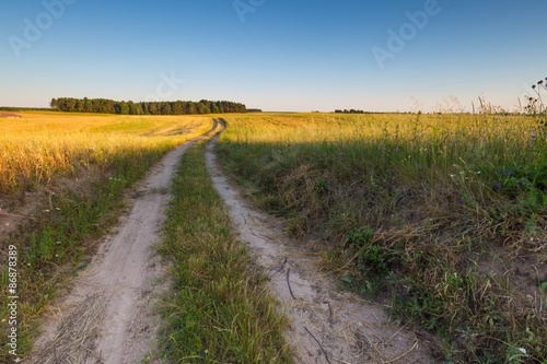 Beautiful landscape of sunset over corn field at summer