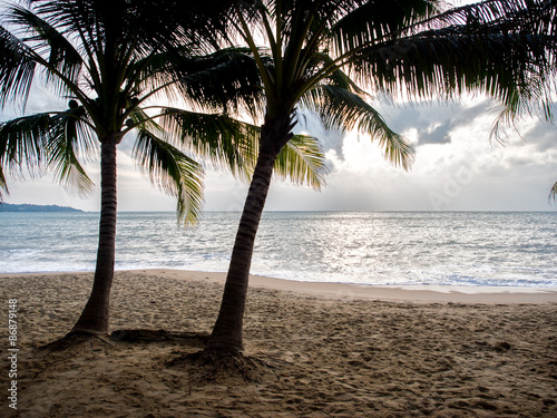 sea and coconut palm