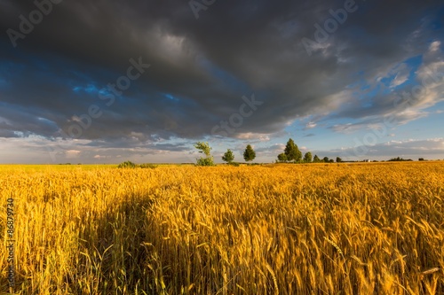Beautiful landscape of sunset over corn field at summer