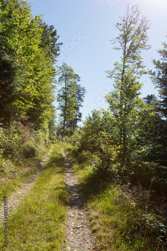 Chemin en forêt