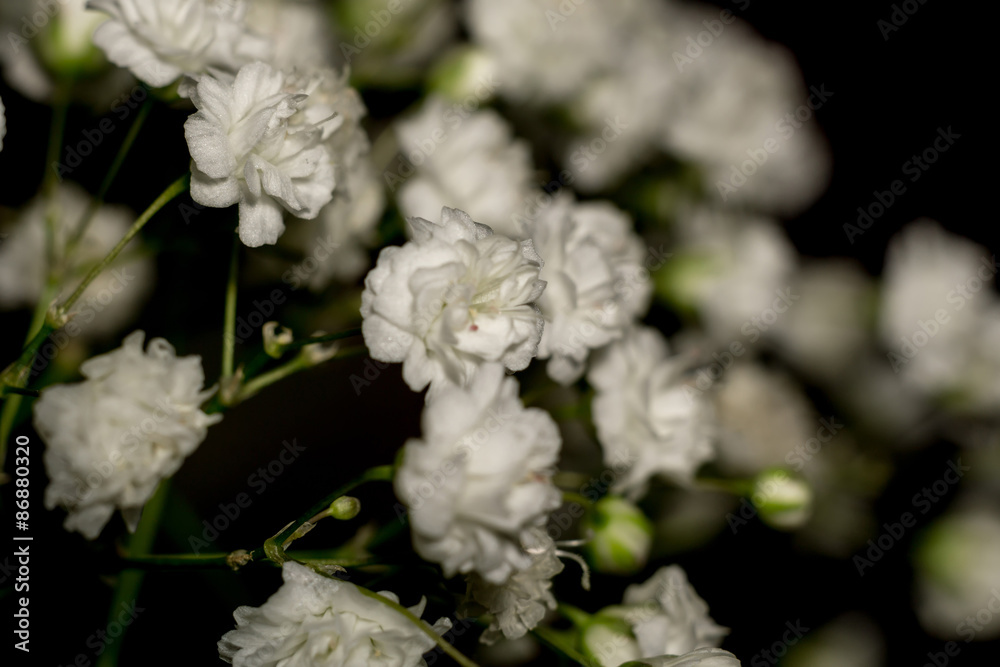 Obraz premium Gypsophila Flowers