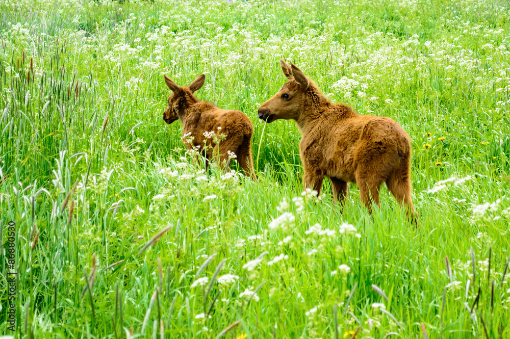 Naklejka premium Moose calf