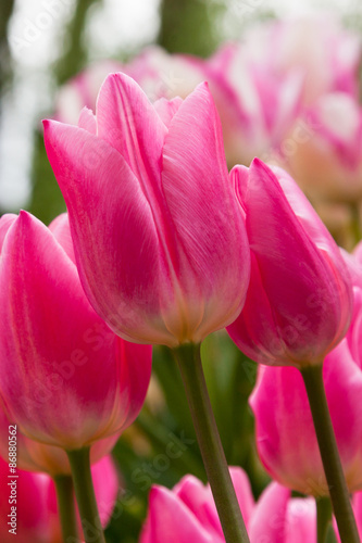 Pink Tulips