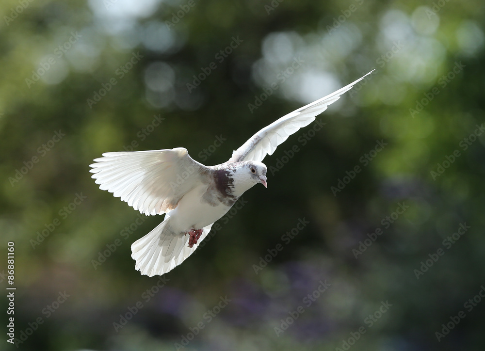 Close up of a Feral Pigeon in flight Close up of a Feral Pigeon in flight
