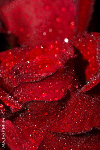 Rose with Droplets Macro