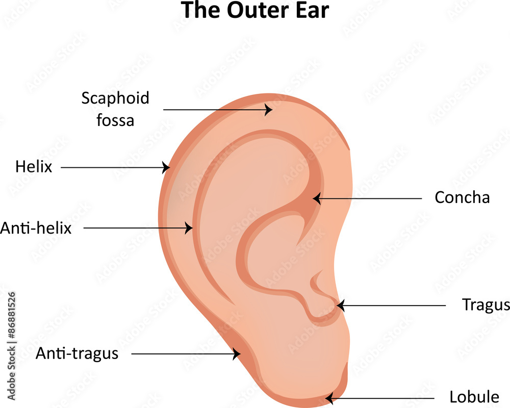 The Outer Ear Labeled Diagram Stock Vector Adobe Stock