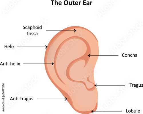 The Outer Ear Labeled Diagram