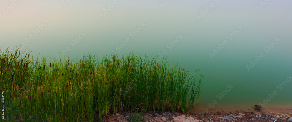 Flowering reed plants with calm lake