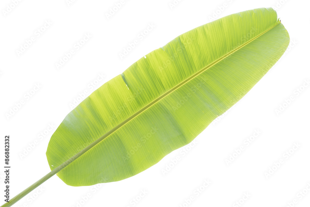Fototapeta premium Banana leaf isolated with clipping path