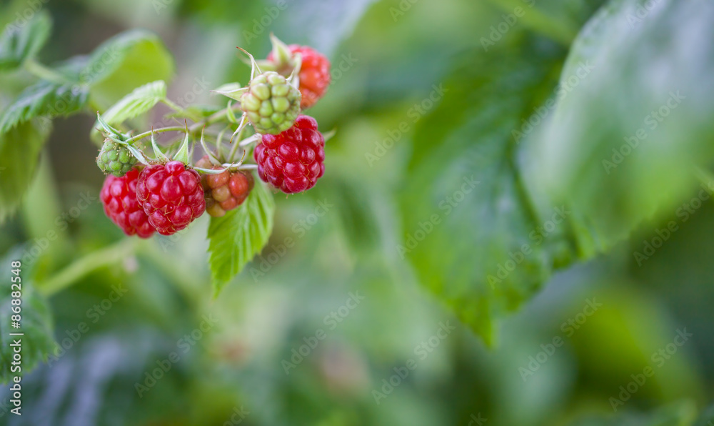 Himbeeren am Strauch Himbeeren am Strauch