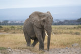  African Bush Elephant