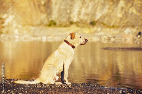 Dog in waiting