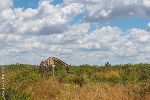 Giraffe  Pilanesberg national park. South Africa.  