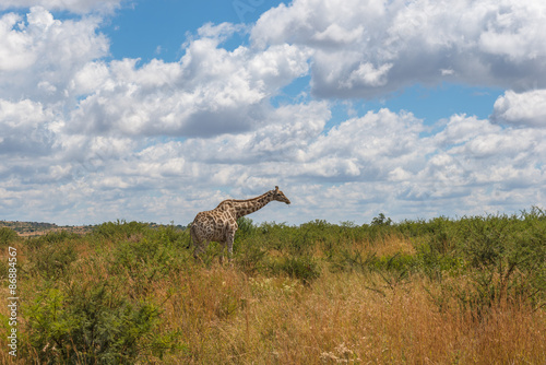 Giraffe  Pilanesberg national park. South Africa.  