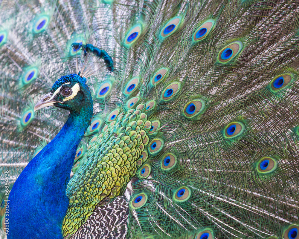 Obraz premium Portrait of beautiful peacock with feathers out