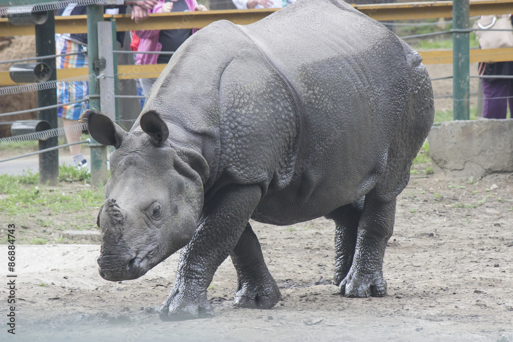 Obraz premium Indian rhino