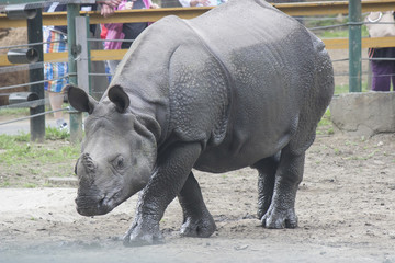 Fototapete Nashorn Indisches Nashorn  © vargabandi
