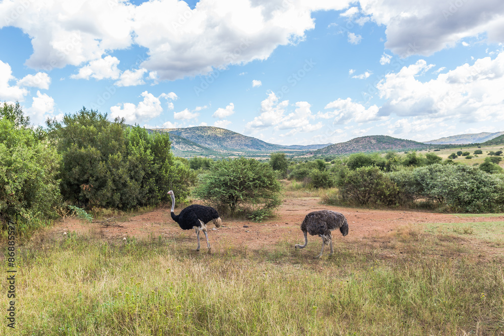 Ostrich, Pilanesberg national park. South Africa.
