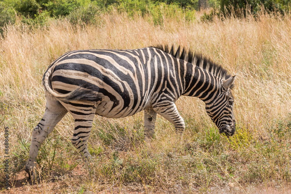 Zebra. Pilanesberg national park. South Africa.
Zebra. Pilanesberg national park. South Africa.