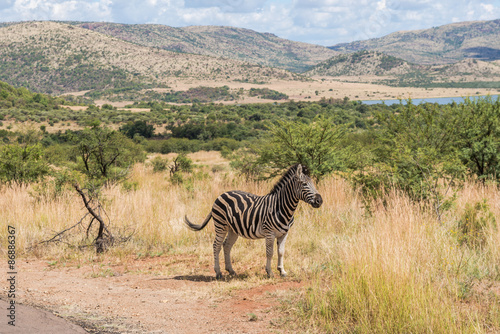 Zebra. Pilanesberg national park. South Africa.   