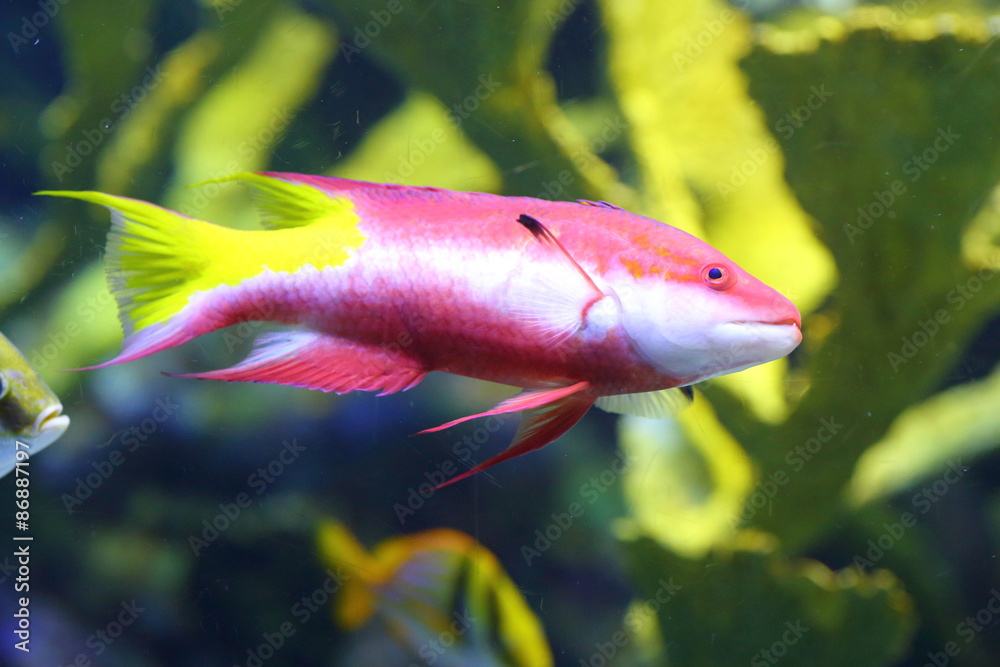 Obraz premium Atlantic ocean fishes (aquarium)