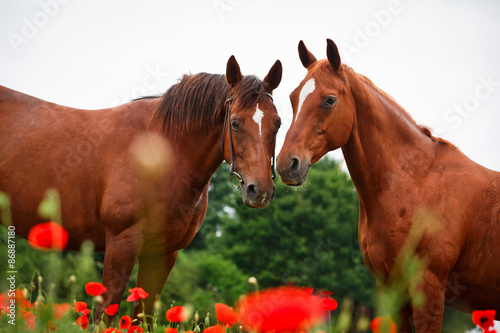 Fototapeta Naklejka Na Ścianę i Meble -  Pferde im Mohn