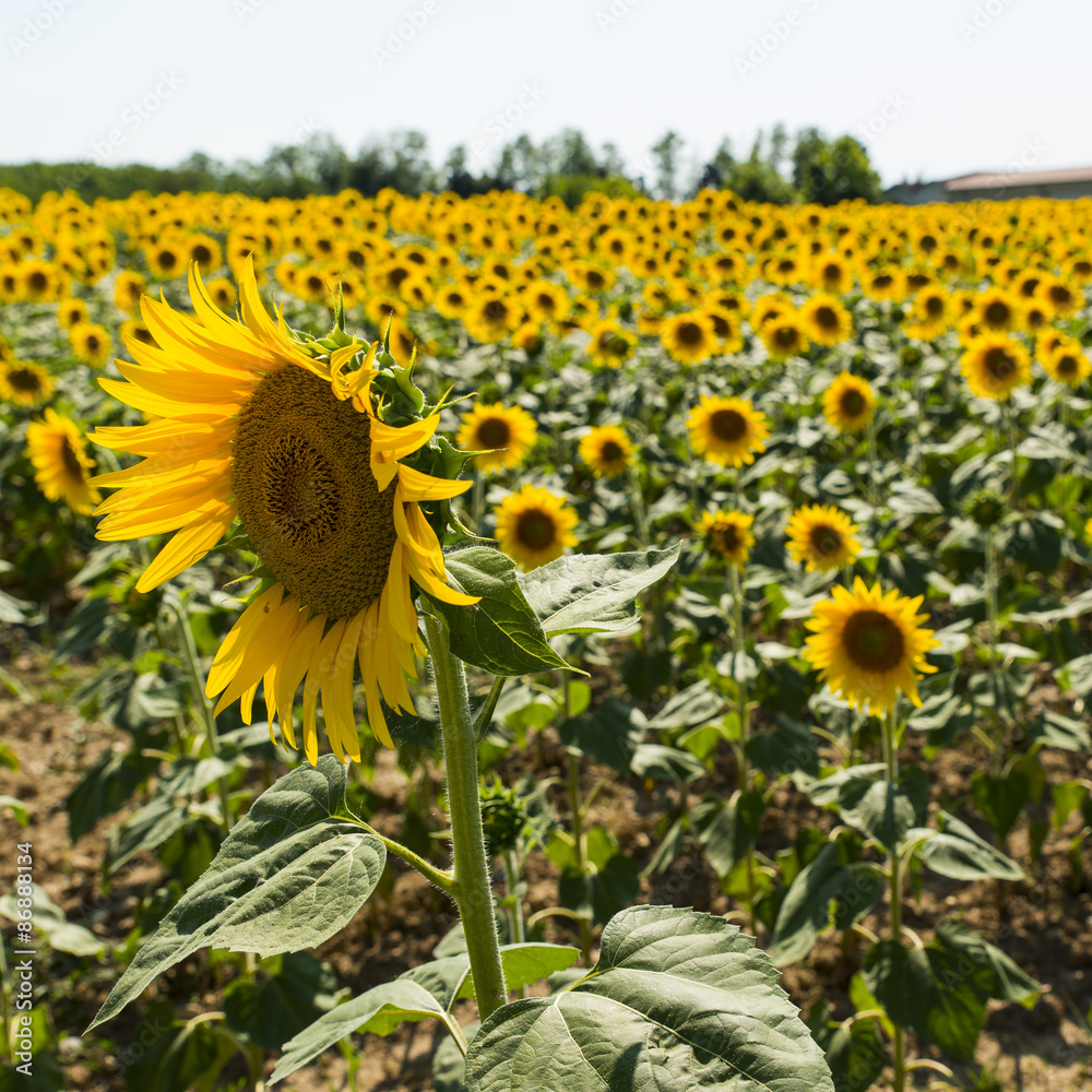 Naklejka premium field of sunflowers