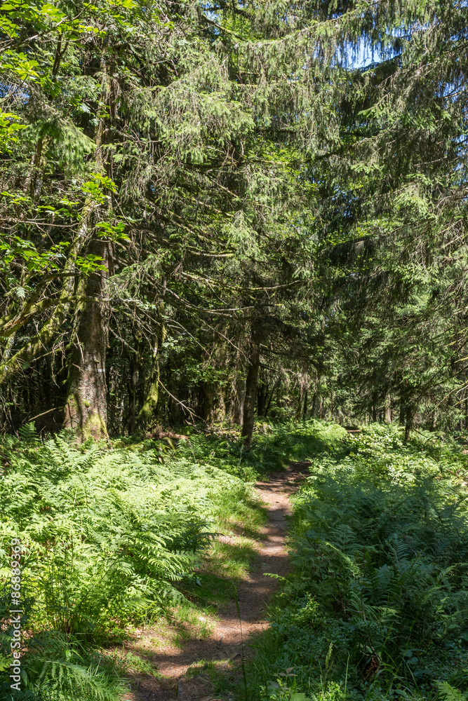 Fougères et sentier en forêt