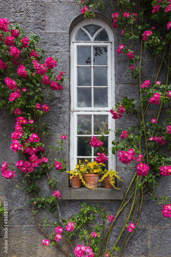 お花と窓　 Classic window and flower © norikko
