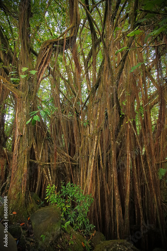 Rainforest plants along the nature trail at Akaka falls state park