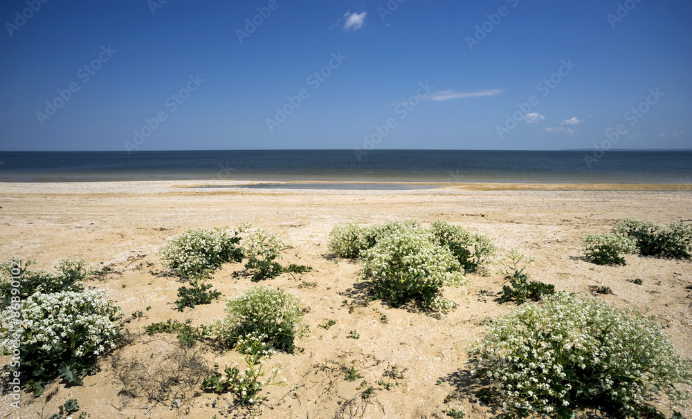Blooming Katran on a wild beach of the Azov sea . Crimea