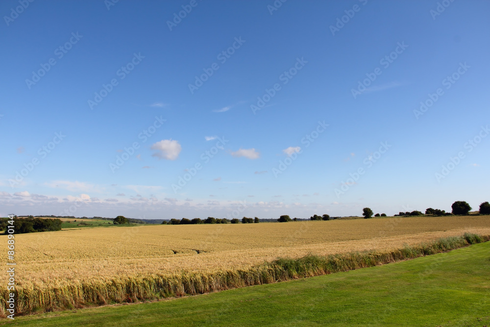 Obraz premium Wheat field