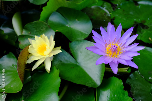 Purple and yellow lotus flowers in the pond
