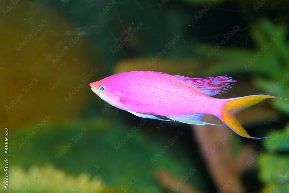 Obraz premium Amethyst anthias (Pseudanthias pascalus) in Japan