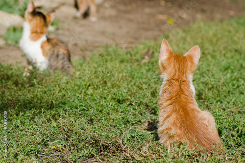 Kittens on the grass © agcreativelab