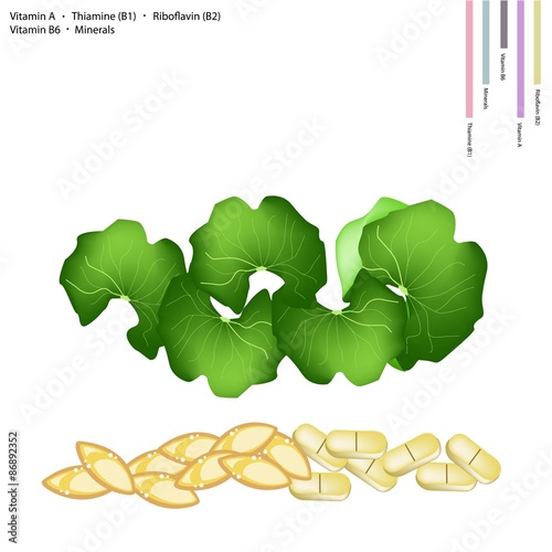 Gotu Kola Leaves with Vitamin A, B1, B2 and B6
