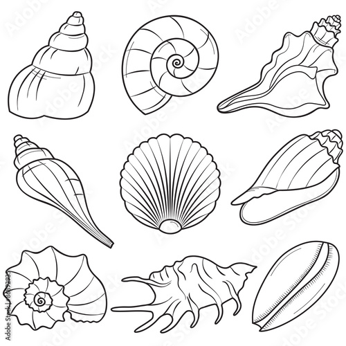 Seashells
