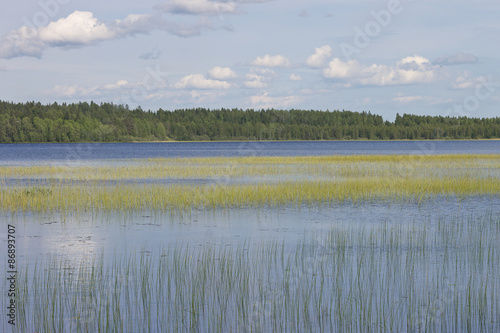 water landscape with a rushy lake
