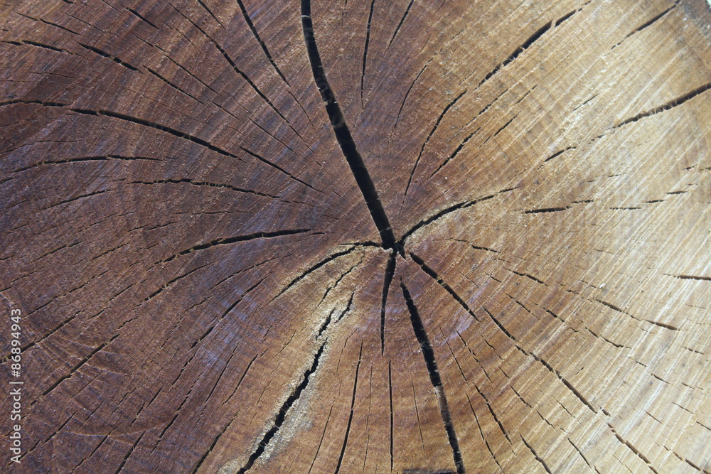 Baumscheibe als Hintergrund Stock-Foto | Adobe Stock