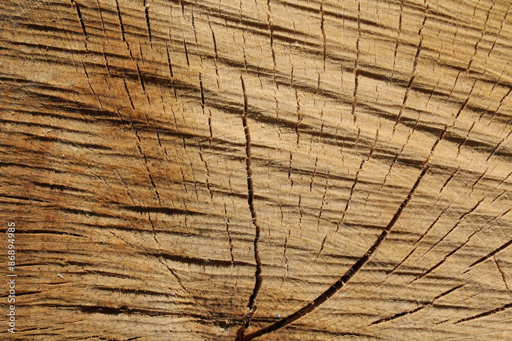 Fototapeta premium Baumscheibe als Hintergrund