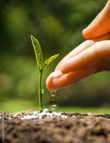 hand nurturing and watering a young plant / Love and protect nature concept photo