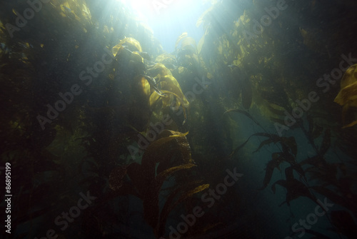 California Kelp forest underwater