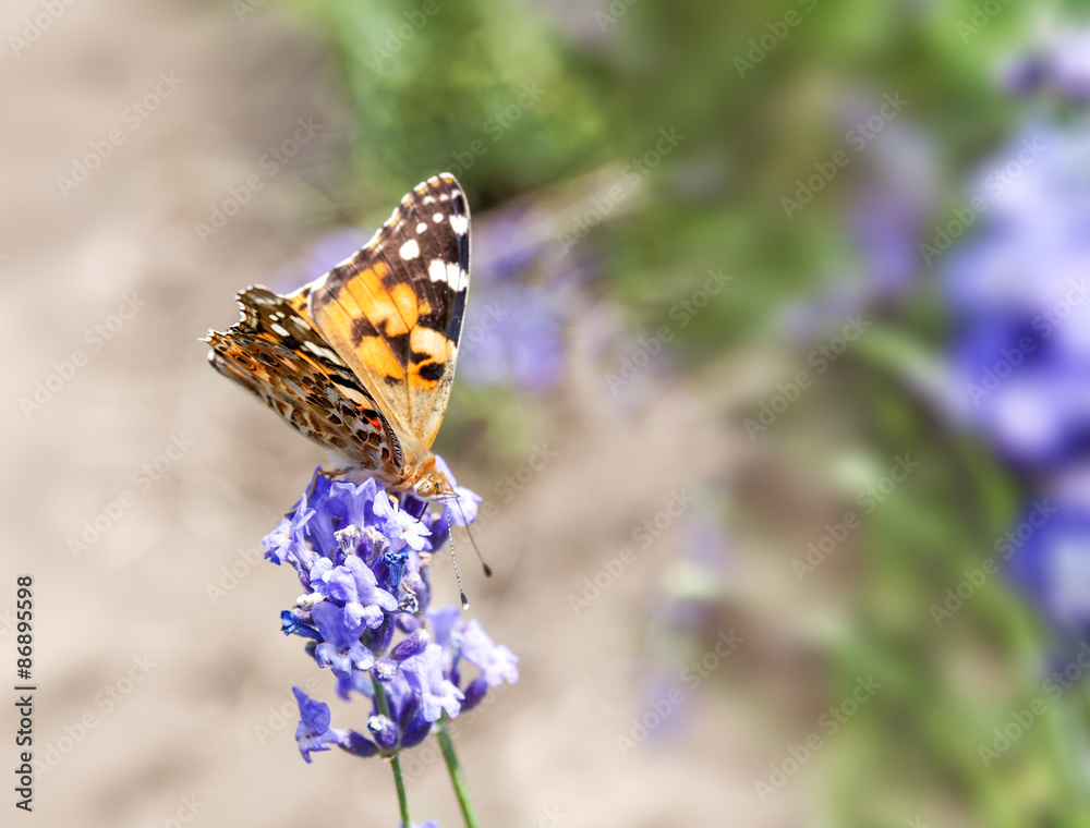 Butterfly on blooming lavender flower Butterfly on blooming lavender flower