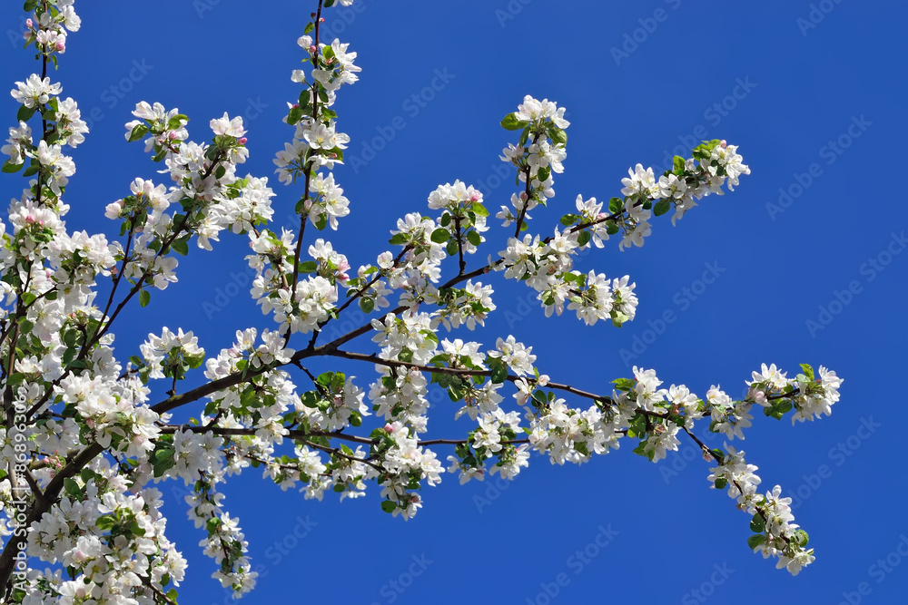 Apple tree in blossom Apple tree in blossom
