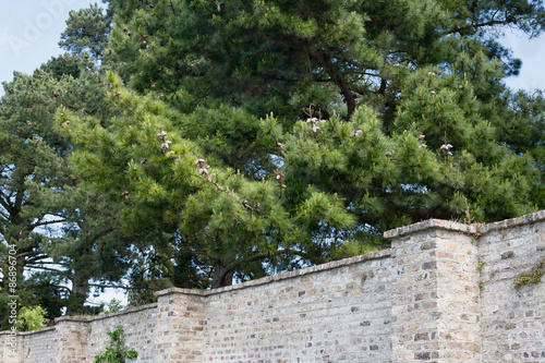 Cedars behind the wall of Ashtown garden photo