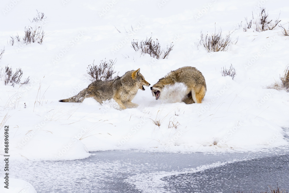 Fototapeta premium Winter Snow Coyote Fighting