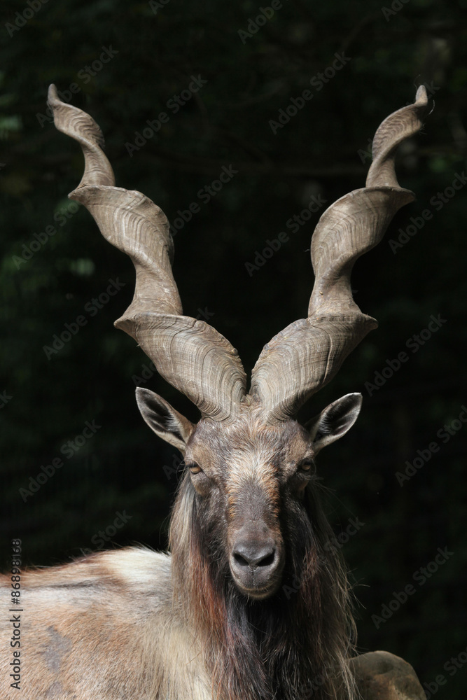 Bukharan markhor (Capra falconeri heptneri).