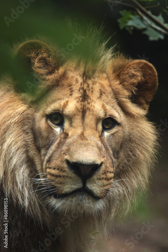 Barbary lion  Panthera leo leo   also known as the Atlas lion.